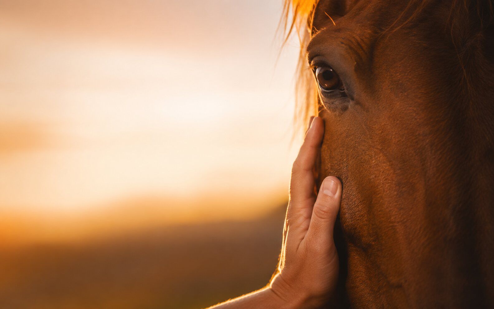 Main humaine posée sur un cheval