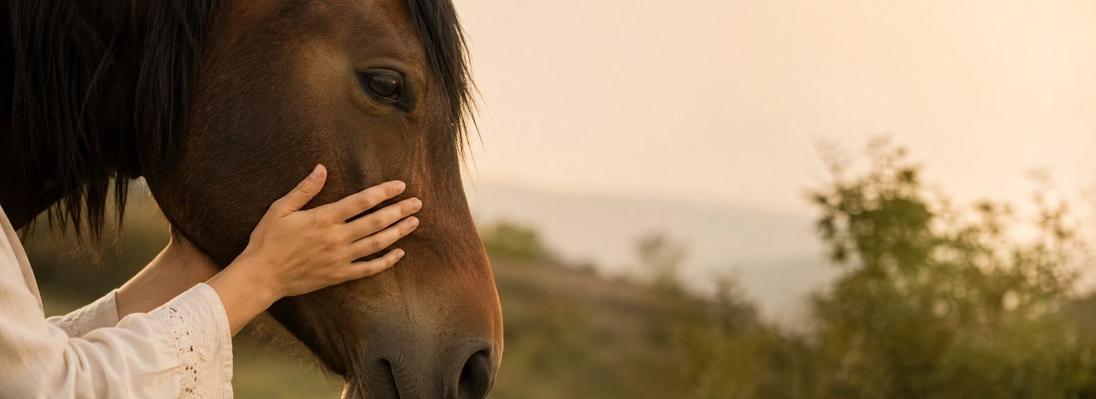 Close-up cheval et mains