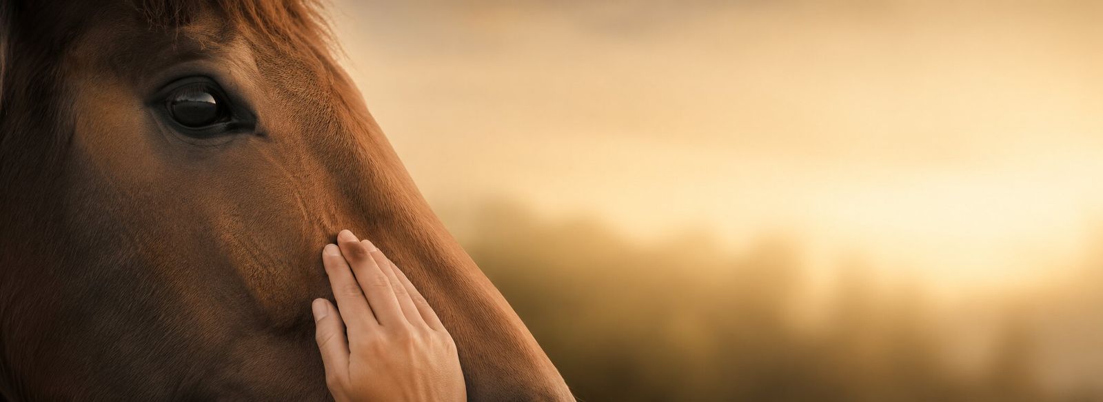 Main posée sur un cheval